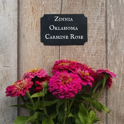 Rose , Rosa OKLAHOMA, red, hybrid tea Stock Photo - Alamy