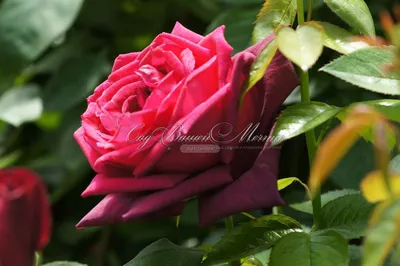Oklahoma State Flower - The Oklahoma Rose - ProFlowers Blog