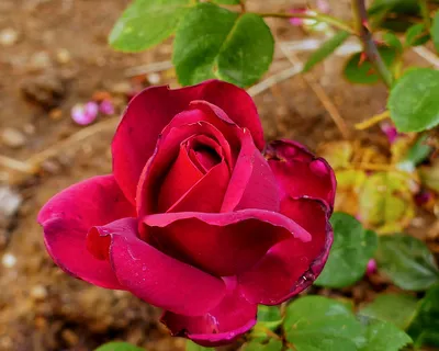 Rosa 'Oklahoma' Rose | Garden Center Marketing