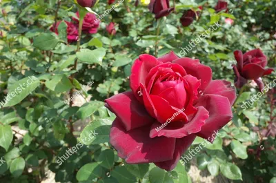 Oklahoma State Flower – Oklahoma Rose - SnapBlooms Blogs