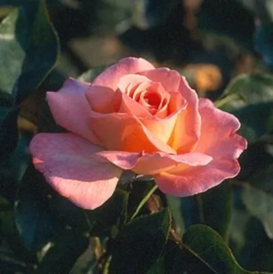 Роза Oklahoma (Оклахома) – купить саженцы роз в питомнике в Москве
