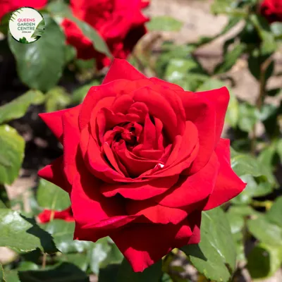 Red roses blossoming in the park. Closeup view of Rosa Oklahoma flowers of  red petals, blooming in spring in the garden. фотография Stock | Adobe Stock