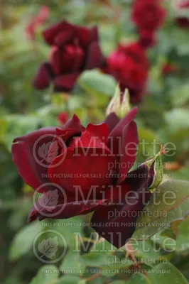 Oklahoma State Flower-Oklahoma Rose\" Poster for Sale by Counterbalance  Dzigns | Redbubble