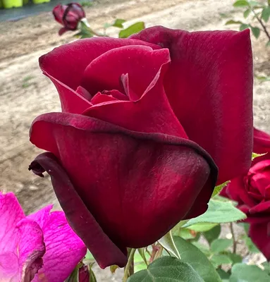 Dark Red Flower of Rose 'Oklahoma' in Full Bloom Nature Stock Photos |  Creative Market