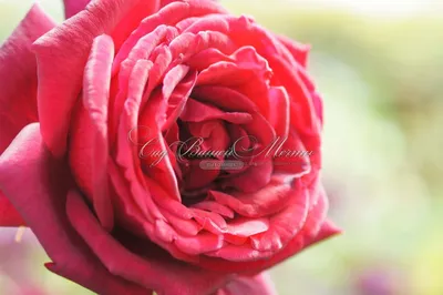 Photo of Rosa Oklahoma (Hybrid Tea Rose)