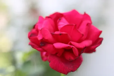Роза оклахома (37 фото) - 37 фото