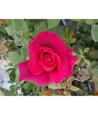 Rosa Oklahoma (Hybrid Tea Rose) MINIMUM 2 PLANTS RECCOMMENDED – Queens  GC-Victoria