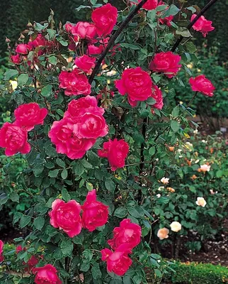 Parade Roses Rosa 'parade'