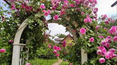 Pink Rambler rose, Rosa Parade climbing roses growing Stock Photo - Alamy