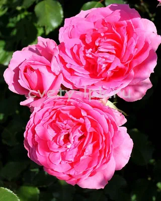 ornamental rose Rosa 'Parade', Rosa Parade, cultivar Parade, Stock Photo,  Picture And Rights Managed Image. Pic. BWI-BS246751 | agefotostock