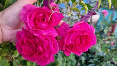 Rosa 'Parade', Rose 'Parade' (Climbing) in GardenTags plant encyclopedia