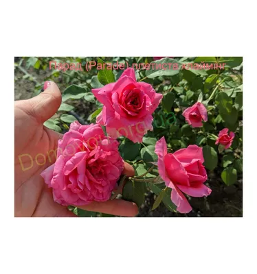 Photo of the bloom of Rose (Rosa 'Parade Day') posted by Paul2032 -  Garden.org