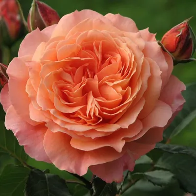 Description of varietal rose Sahara: features of growing a shrub, how to  care