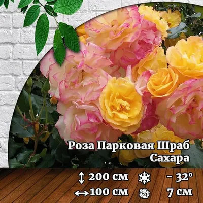 Роза Шраб Сахара | Купить саженцы в питомнике Мир Садовод, Крым