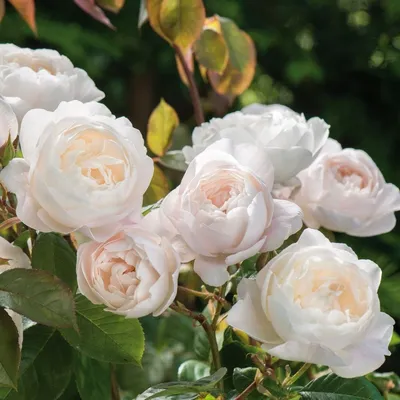 Description of varietal rose Sahara: features of growing a shrub, how to  care