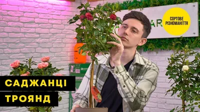 Роза кустовая Сапфир цветочный дождь Rosa Saphir С8 Купить в СПб