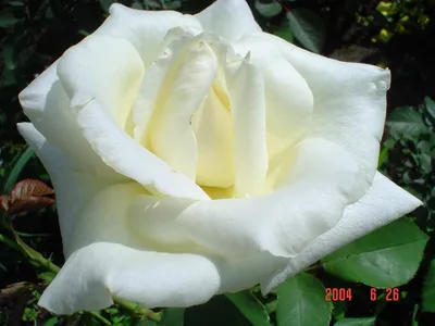 Rosa 'Pascal Sevran' (France,, 2002) BELLISIMA ROSE EN SOUVENIR DE PASCAL  SEVRAN ARTISTE … | Hybrid tea roses, Beautiful rose flowers, Rose flower