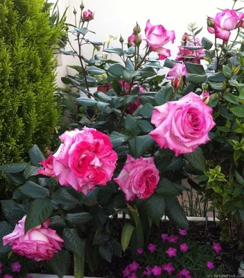 Саженцы розы Паскали купить в Москве в питомнике, растения по цене от 500  руб.