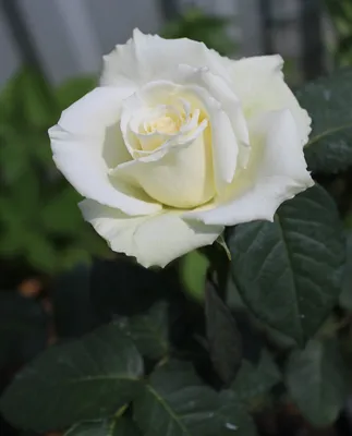 Julia ' Rose Photo | Rose photos, Rose, Flower garden