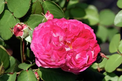 rosa pascal – Flowersense