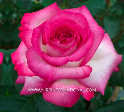 HOT PINK ROSE PAVE in Los Angeles, CA | Jean-Pascal Florist