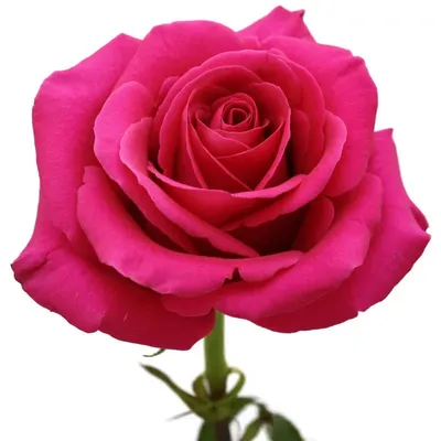 51 розовая роза Пинк Флоид | купить недорого | доставка по Москве и области