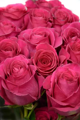 Букет \"Пинк Флойд\" 51 роза заказать в интернет-магазине Роз-Маркет в  Краснодаре по цене 16 300 руб.