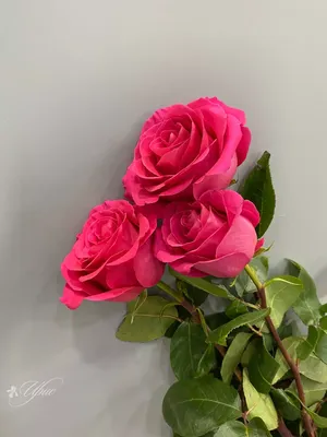 Роза Pink Floyd 70см, Цветы и подарки в Александрове, купить по цене 300  RUB, Цветы поштучно в Цветочная мастерская KLYUKVA с доставкой | Flowwow