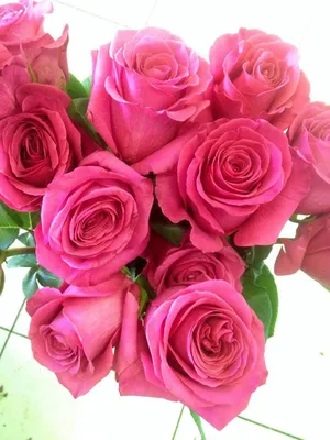 Букет из 51 розы \"Пинк Флойд\" заказать в интернет-магазине Роз-Маркет в  Краснодаре по цене 13 300 руб.