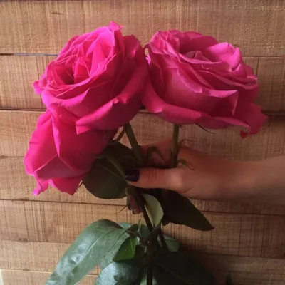 Букет из 51 розы Пинк Флойд 50 см ‒ купить в салоне цветов Fresa