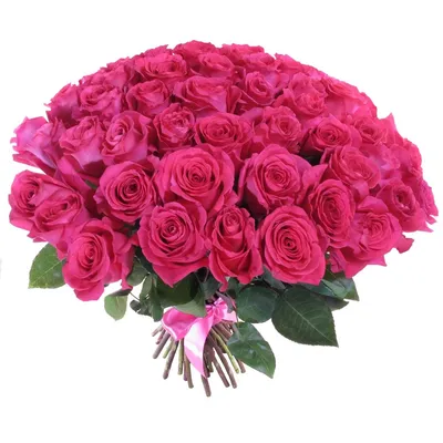 Роза Эквадор Pink-floid (Пинк флойд) | Купить эквадорскую розу оптом и в  розницу