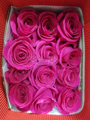 Роза Pink Floyd 51 шт. - купить цветы с доставкой по Москве
