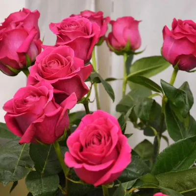 Роза Пинк Флойд - цветок для праздника