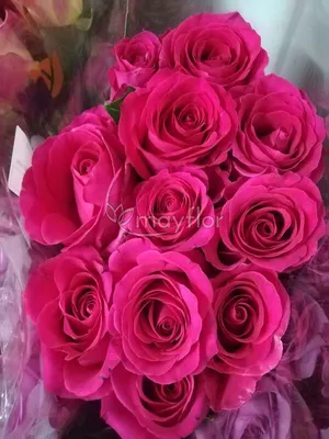 Роза Pink Floyd 25 шт. - купить цветы с доставкой по Москве