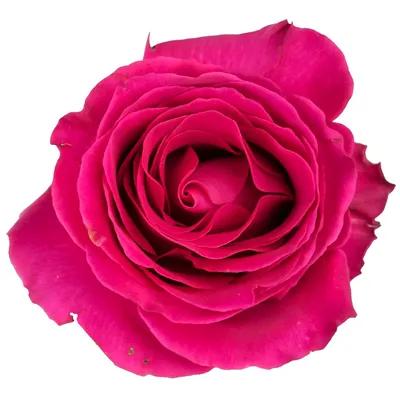 Пинк Флойд роза - описание и характеристики, советы по выращиванию |  РозоЦвет