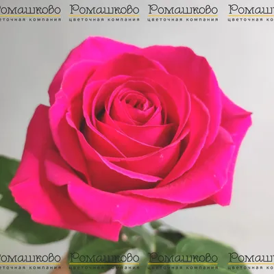 Букет 51 роза Пинк Флойд купить за 13 950 руб. с круглосуточной доставкой |  Мосцветторгком
