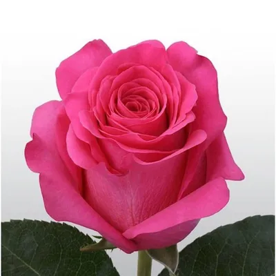 101 розовая роза \"Пинк Флойд\" 90 см купить с доставкой по Краснодару