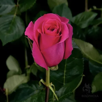 Роза «Пинк Флойд» | Цветы «FlowerAnna»