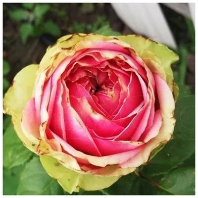 Роза чайно-гибридная «Питахайя» | Питомник Декоративный Сад