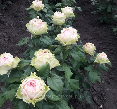Моя любимица роза «Питахайя». Тугая, набитая, очень долго цветёт. Посадила  весной, кустик маленький, но уже вторая волна цветения. Хозяйка… | Instagram