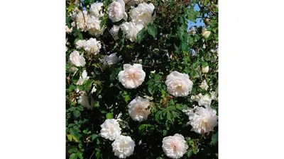 Саженцы розы чайно гибридной Питахайя (Pitahaya) купить в Москве по цене от  490 до 1990 руб. - питомник растений Элитный Сад