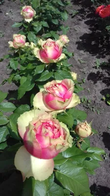 Роза Питахайя (ч-гибрид. розовый, зеленый)