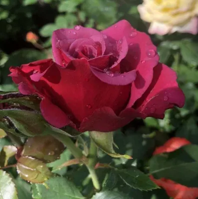 роза, розы, пионовидные розы, пионовидная роза, туртл - Экзотик Флора