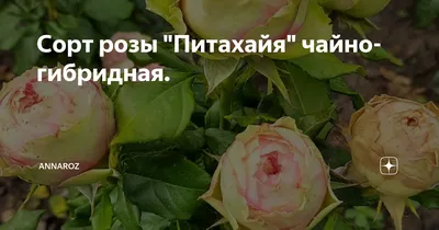 Роза Питахайя (2 года) цена 800 ₽ купить в Москве
