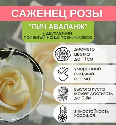 Роза Люксор | Sazhency64.ru - продажа саженцев