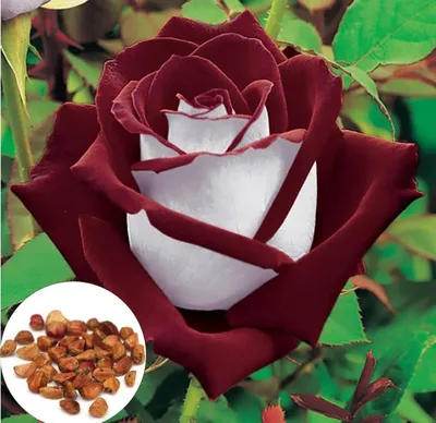 Питахайя (Pitahaya) - Чайно-гибридные розы - Розы - Каталог