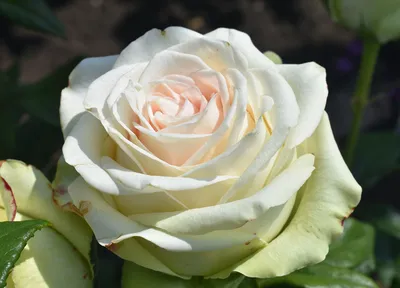 Питахайя (Pitahaya )срезочная роза