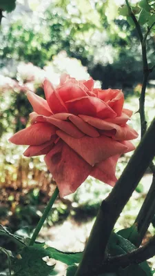 Роза чайно-гибридная Питахайя
