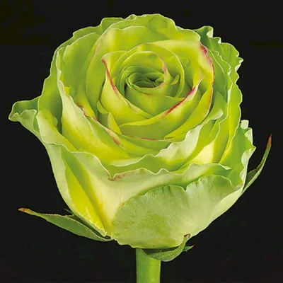 Питомник «Зелёная Миля» - «Питахайя»🌹Куст этой розы мощный, узкий,  сильно-рослый. Высота куста 90 — 110 см. Устойчивость к заболеваниям  высокая, морозостойкий сорт, хорошо переносит жаркое лето. Листья крупные,  глянцевые, тёмно-зелёные, плотные. Цветение