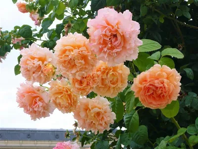 Купить саженцы Роза плетистая Полька с доставкой! | Florali-Flor